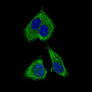 RPL18A Antibody - Immunofluorescence of HepG2 cells using RPL18A mouse monoclonal antibody (green). Blue: DRAQ5 fluorescent DNA dye.