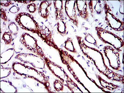 RPL18A Antibody - IHC of paraffin-embedded kidney tissues using RPL18A mouse monoclonal antibody with DAB staining.