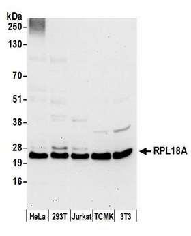 RPL18A Antibody - Detection of human and mouse RPL18A by western blot. Samples: Whole cell lysate (50 µg) from HeLa, HEK293T, Jurkat, mouse TCMK-1, and mouse NIH 3T3 cells prepared using NETN lysis buffer. Antibody: Affinity purified rabbit anti-RPL18A antibody used for WB at 0.1 µg/ml. Detection: Chemiluminescence with an exposure time of 30 seconds.
