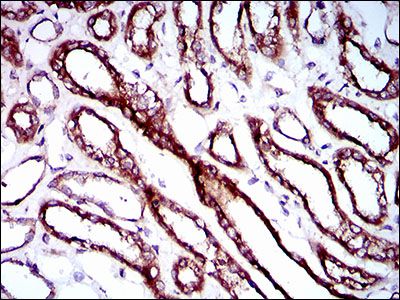 RPL18A Antibody - RPL18A Antibody in Immunohistochemistry (IHC)