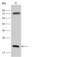 RPL18A Antibody - Anti-RPL18A rabbit polyclonal antibody at 1:500 dilution. Lane A: U-251 MG Whole Cell Lysate. Lysates/proteins at 30 ug per lane. Secondary: Goat Anti-Rabbit IgG (H+L)/HRP at 1/10000 dilution. Developed using the ECL technique. Performed under reducing conditions. Predicted band size: 21 kDa. Observed band size: 21 kDa.