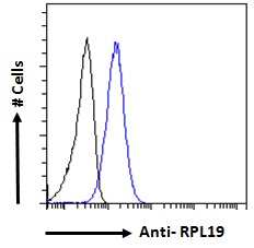 RPL19 / Ribosomal Protein L19 Antibody - Goat Anti-Ribosomal Protein L19 / RPL19 Antibody Flow cytometric analysis of paraformaldehyde fixed A431 cells (blue line), permeabilized with 0.5% Triton. Primary incubation 1hr (10ug/ml) followed by Alexa Fluor 488 secondary antibody (1ug/ml). IgG control: Unimmunized goat IgG (black line) followed by Alexa Fluor 488 secondary antibody.