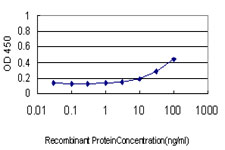 RPL19 / Ribosomal Protein L19 Antibody - Detection limit for recombinant GST tagged RPL19 is approximately 3 ng/ml as a capture antibody.