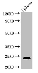 RPL19 / Ribosomal Protein L19 Antibody - Positive WB detected in:Mouse spleen tissue;All lanes:RPL19 antibody at 2?g/ml;Secondary;Goat polyclonal to rabbit IgG at 1/50000 dilution;Predicted band size: 24 KDa;Observed band size: 24 KDa;