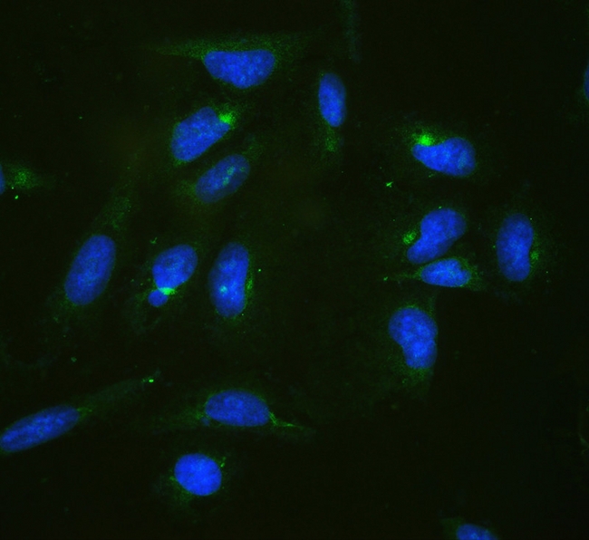 RPL19 / Ribosomal Protein L19 Antibody - IF analysis of RPL19 using anti-RPL19 antibody RPL19 was detected in immunocytochemical section of U20S cells. Enzyme antigen retrieval was performed using IHC enzyme antigen retrieval reagent for 15 mins. The tissue section was blocked with 10% goat serum. The tissue section was then incubated with 2µg/mL rabbit anti-RPL19 Antibody overnight at 4°C. DyLight®488 Conjugated Goat Anti-Rabbit IgG was used as secondary antibody at 1:100 dilution and incubated for 30 minutes at 37°C. The section was counterstained with DAPI. Visualize using a fluorescence microscope and filter sets appropriate for the label used.