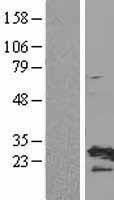 RPL19 / Ribosomal Protein L19 Protein - Western validation with an anti-DDK antibody * L: Control HEK293 lysate R: Over-expression lysate