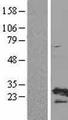 RPL19 / Ribosomal Protein L19 Protein - Western validation with an anti-DDK antibody * L: Control HEK293 lysate R: Over-expression lysate