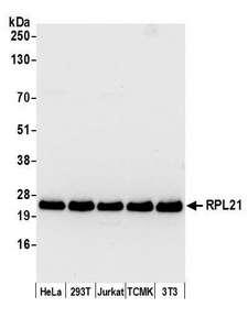 RPL21 / Ribosomal Protein L21 Antibody - Detection of human and mouse RPL21 by western blot. Samples: Whole cell lysate (50 µg) from HeLa, HEK293T, Jurkat, mouse TCMK-1, and mouse NIH 3T3 cells prepared using NETN lysis buffer. Antibody: Affinity purified rabbit anti-RPL21 antibody used for WB at 0.1 µg/ml. Detection: Chemiluminescence with an exposure time of 10 seconds.
