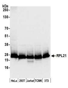 RPL21 / Ribosomal Protein L21 Antibody - Detection of human and mouse RPL21 by western blot. Samples: Whole cell lysate (50 µg) from HeLa, HEK293T, Jurkat, mouse TCMK-1, and mouse NIH 3T3 cells prepared using NETN lysis buffer. Antibody: Affinity purified rabbit anti-RPL21 antibody used for WB at 0.1 µg/ml. Detection: Chemiluminescence with an exposure time of 1 second.