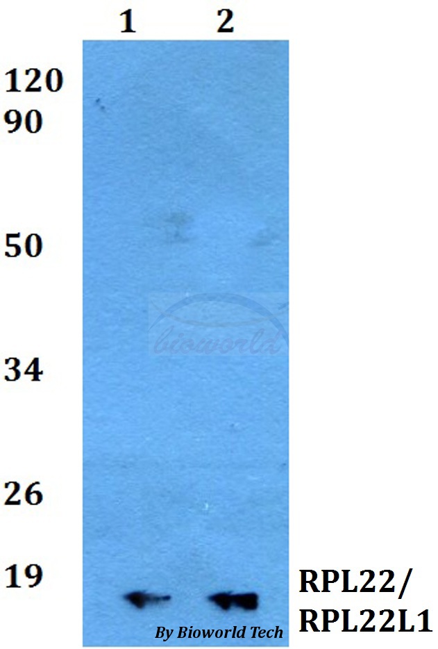 RPL22 / Ribosomal Protein L22 Antibody - Western blot of RPL22/ RPL22L1 antibody at 1:500 dilution. Lane 1: MCF-7 whole cell lysate. Lane 2: PC12 whole cell lysate.