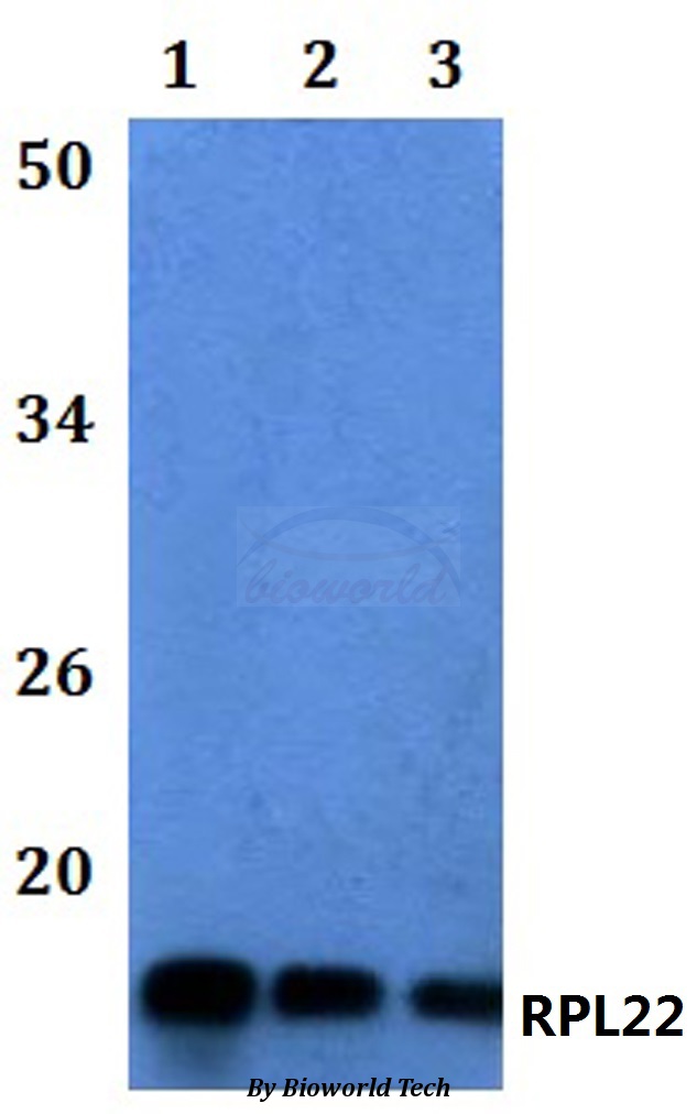 RPL22 / Ribosomal Protein L22 Antibody - Western blot of RPL22 antibody at 1:500 dilution. Lane 1: HEK293T whole cell lysate. Lane 2: Raw264.7 whole cell lysate. Lane 3: H9C2 whole cell lysate.