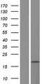 RPL22L1 Protein - Western validation with an anti-DDK antibody * L: Control HEK293 lysate R: Over-expression lysate