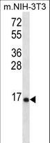 RPL23 / Ribosomal Protein L23 Antibody - RPL23 Antibody western blot of mouse NIH-3T3 cell line lysates (35 ug/lane). The RPL23 antibody detected the RPL23 protein (arrow).