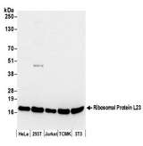 RPL23 / Ribosomal Protein L23 Antibody - Detection of human and mouse Ribosomal Protein L23 by western blot. Samples: Whole cell lysate (50 µg) from HeLa, HEK293T, Jurkat, mouse TCMK-1, and mouse NIH 3T3 cells prepared using NETN lysis buffer. Antibody: Affinity purified rabbit anti-Ribosomal Protein L23 antibody used for WB at 0.1 µg/ml. Detection: Chemiluminescence with an exposure time of 10 seconds.