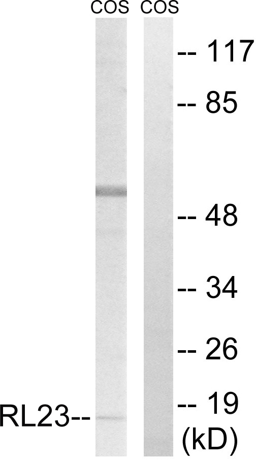 RPL23 / Ribosomal Protein L23 Antibody - Western blot analysis of lysates from COS7 cells, using RPL23 Antibody. The lane on the right is blocked with the synthesized peptide.