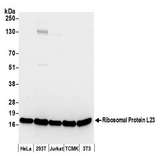 RPL23 / Ribosomal Protein L23 Antibody - Detection of human and mouse Ribosomal Protein L23 by western blot. Samples: Whole cell lysate (50 µg) from HeLa, HEK293T, Jurkat, mouse TCMK-1, and mouse NIH 3T3 cells prepared using NETN lysis buffer. Antibody: Affinity purified rabbit anti-Ribosomal Protein L23 antibody used for WB at 0.1 µg/ml. Detection: Chemiluminescence with an exposure time of 10 seconds.