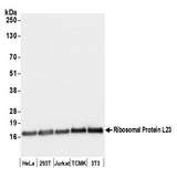 RPL23 / Ribosomal Protein L23 Antibody - Detection of human and mouse Ribosomal Protein L23 by western blot. Samples: Whole cell lysate (50 µg) from HeLa, HEK293T, Jurkat, mouse TCMK-1, and mouse NIH 3T3 cells prepared using NETN lysis buffer. Antibody: Affinity purified rabbit anti-Ribosomal Protein L23 antibody used for WB at 0.1 µg/ml. Detection: Chemiluminescence with an exposure time of 1 second.