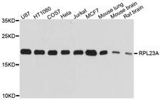 RPL23A Antibody - Western blot analysis of extracts of various cells.