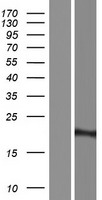RPL23A Protein - Western validation with an anti-DDK antibody * L: Control HEK293 lysate R: Over-expression lysate