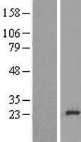RPL24 / Ribosomal Protein L24 Protein - Western validation with an anti-DDK antibody * L: Control HEK293 lysate R: Over-expression lysate