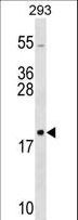RPL26 / Ribosomal Protein L26 Antibody - RPL26 Antibody western blot of 293 cell line lysates (35 ug/lane). The RPL26 antibody detected the RPL26 protein (arrow).