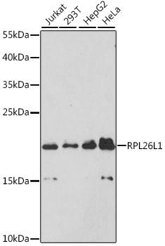 RPL26L1 Antibody - Western blot analysis of extracts of various cell lines using RPL26L1 Polyclonal Antibody at dilution of 1:3000.