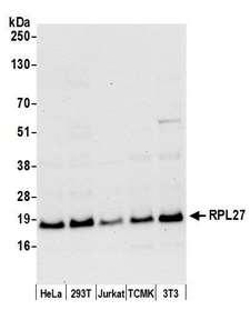 RPL27 / Ribosomal Protein L27 Antibody - Detection of human and mouse RPL27 by western blot. Samples: Whole cell lysate (50 µg) from HeLa, HEK293T, Jurkat, mouse TCMK-1, and mouse NIH 3T3 cells prepared using NETN lysis buffer. Antibody: Affinity purified rabbit anti-RPL27 antibody used for WB at 0.04 µg/ml. Detection: Chemiluminescence with an exposure time of 30 seconds.