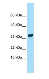 RPL27 / Ribosomal Protein L27 Antibody - RPL27 / L27 antibody Western Blot of Mouse Liver.  This image was taken for the unconjugated form of this product. Other forms have not been tested.