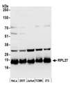 RPL27 / Ribosomal Protein L27 Antibody - Detection of human and mouse RPL27 by western blot. Samples: Whole cell lysate (50 µg) from HeLa, HEK293T, Jurkat, mouse TCMK-1, and mouse NIH 3T3 cells prepared using NETN lysis buffer. Antibody: Affinity purified rabbit anti-RPL27 antibody used for WB at 0.04 µg/ml. Detection: Chemiluminescence with an exposure time of 10 seconds.