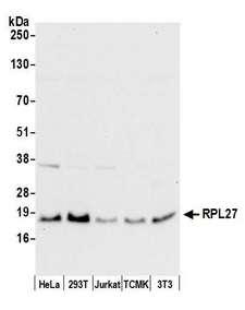 RPL27 / Ribosomal Protein L27 Antibody - Detection of human and mouse RPL27 by western blot. Samples: Whole cell lysate (50 µg) from HeLa, HEK293T, Jurkat, mouse TCMK-1, and mouse NIH 3T3 cells prepared using NETN lysis buffer. Antibody: Affinity purified rabbit anti-RPL27 antibody used for WB at 0.1 µg/ml. Detection: Chemiluminescence with an exposure time of 10 seconds.