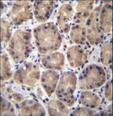 RPL27 / Ribosomal Protein L27 Antibody - RPL27 Antibody immunohistochemistry of formalin-fixed and paraffin-embedded human stomach tissue followed by peroxidase-conjugated secondary antibody and DAB staining.