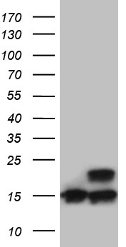 RPL27 / Ribosomal Protein L27 Antibody - HEK293T cells were transfected with the pCMV6-ENTRY control. (Left lane) or pCMV6-ENTRY RPL27. (Right lane) cDNA for 48 hrs and lysed