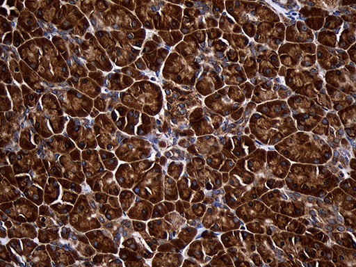 RPL27 / Ribosomal Protein L27 Antibody - Immunohistochemical staining of paraffin-embedded Human pancreas tissue within the normal limits using anti-RPL27 mouse monoclonal antibody. (Heat-induced epitope retrieval by 1mM EDTA in 10mM Tris buffer. (pH8.5) at 120°C for 3 min. (1:2000)