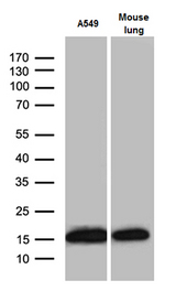 RPL27 / Ribosomal Protein L27 Antibody - Western blot analysis of extracts. (35ug) from A549 and mouse lung tissue lysate by using anti-RPL27 monoclonal antibody. (1:500)