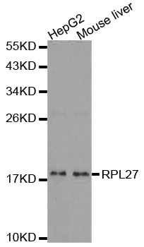 RPL27 / Ribosomal Protein L27 Antibody - Western blot analysis of extracts of various cell lines.