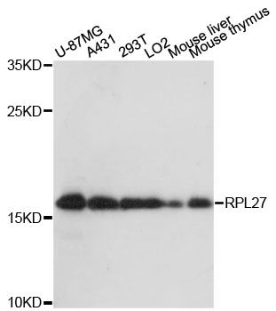 RPL27 / Ribosomal Protein L27 Antibody - Western blot analysis of extracts of various cell lines, using RPL27 antibody at 1:3000 dilution. The secondary antibody used was an HRP Goat Anti-Rabbit IgG (H+L) at 1:10000 dilution. Lysates were loaded 25ug per lane and 3% nonfat dry milk in TBST was used for blocking. An ECL Kit was used for detection and the exposure time was 30s.