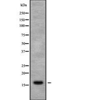 RPL27 / Ribosomal Protein L27 Antibody - Western blot analysis of RPL27 using COLO205 whole cells lysates