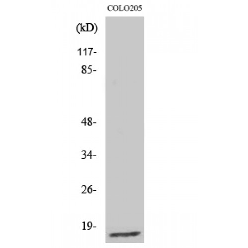 RPL27A Antibody - Western blot of Ribosomal Protein L27A antibody