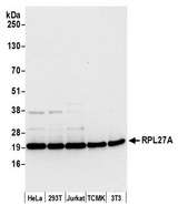 RPL27A Antibody - Detection of human and mouse RPL27A by western blot. Samples: Whole cell lysate (15 µg) from HeLa, HEK293T, Jurkat, mouse TCMK-1, and mouse NIH 3T3 cells prepared using NETN lysis buffer. Antibody: Affinity purified rabbit anti-RPL27A antibody used for WB at 0.1 µg/ml. Detection: Chemiluminescence with an exposure time of 10 seconds.