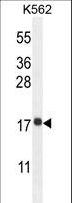 RPL27A Antibody - RPL27A Antibody western blot of K562 cell line lysates (35 ug/lane). The RPL27A antibody detected the RPL27A protein (arrow).