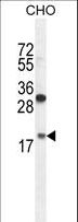 RPL27A Antibody - RPL27A Antibody western blot of CHO cell line lysates (35 ug/lane). The RPL27A antibody detected the RPL27A protein (arrow).