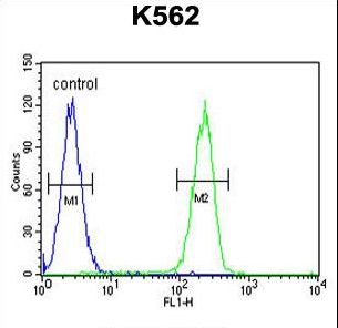 RPL27A Antibody - RPL27A Antibody flow cytometry of K562 cells (right histogram) compared to a negative control cell (left histogram). FITC-conjugated goat-anti-rabbit secondary antibodies were used for the analysis.