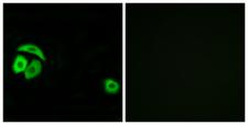 RPL27A Antibody - Immunofluorescence analysis of A549 cells, using RPL27A Antibody. The picture on the right is blocked with the synthesized peptide.