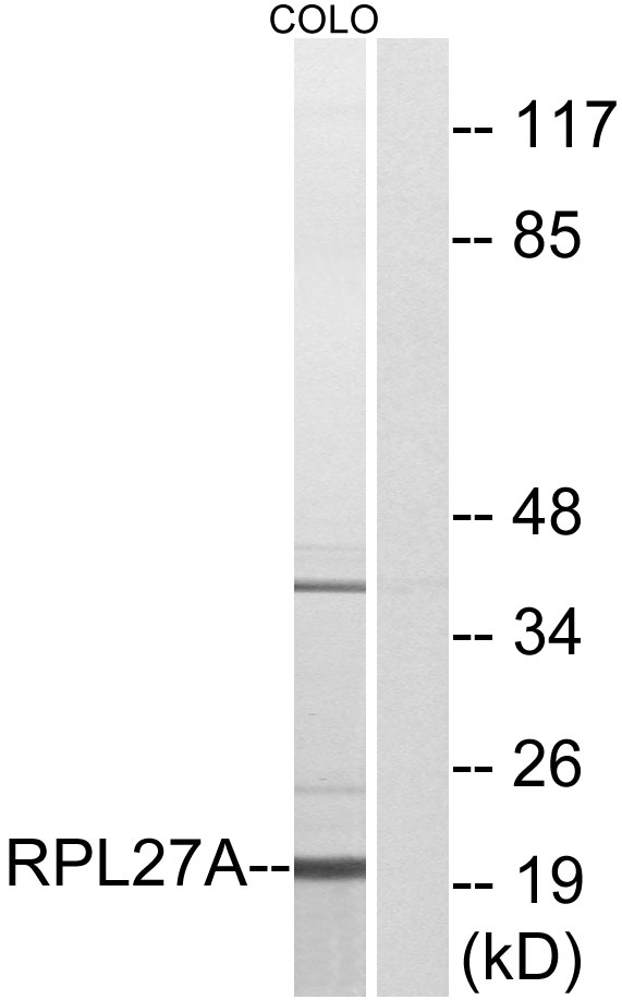 RPL27A Antibody - Western blot analysis of lysates from COLO cells, using RPL27A Antibody. The lane on the right is blocked with the synthesized peptide.