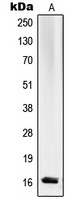 RPL27A Antibody - Western blot analysis of RPL27A expression in K562 (A) whole cell lysates.