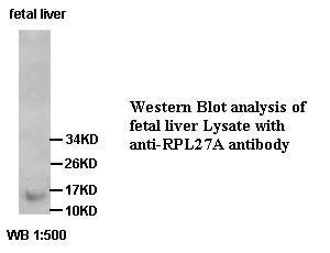 RPL27A Antibody