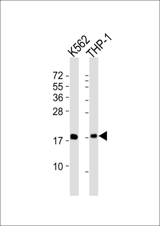 RPL27A Antibody - All lanes : Anti-RPL27A Antibody at 1:1000 dilution Lane 1: K562 whole cell lysates Lane 2: THP-1 whole cell lysates Lysates/proteins at 20 ug per lane. Secondary Goat Anti-Rabbit IgG, (H+L),Peroxidase conjugated at 1/10000 dilution Predicted band size : 17 kDa Blocking/Dilution buffer: 5% NFDM/TBST.
