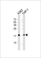 RPL27A Antibody - All lanes : Anti-RPL27A Antibody at 1:1000 dilution Lane 1: K562 whole cell lysates Lane 2: THP-1 whole cell lysates Lysates/proteins at 20 ug per lane. Secondary Goat Anti-Rabbit IgG, (H+L),Peroxidase conjugated at 1/10000 dilution Predicted band size : 17 kDa Blocking/Dilution buffer: 5% NFDM/TBST.