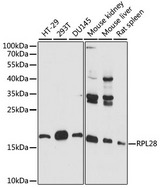 RPL28 / Ribosomal Protein L28 Antibody - Western blot analysis of extracts of various cell lines, using RPL28 antibody at 1:1000 dilution. The secondary antibody used was an HRP Goat Anti-Rabbit IgG (H+L) at 1:10000 dilution. Lysates were loaded 25ug per lane and 3% nonfat dry milk in TBST was used for blocking. An ECL Kit was used for detection and the exposure time was 60s.