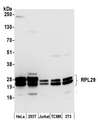 RPL29 / Ribosomal Protein L29 Antibody - Detection of human and mouse RPL29 by western blot. Samples: Whole cell lysate (50 µg) from HeLa, HEK293T, Jurkat, mouse TCMK-1, and mouse NIH 3T3 cells prepared using NETN lysis buffer. Antibody: Affinity purified rabbit anti-RPL29 antibody used for WB at 0.04 µg/ml. Detection: Chemiluminescence with an exposure time of 10 seconds.